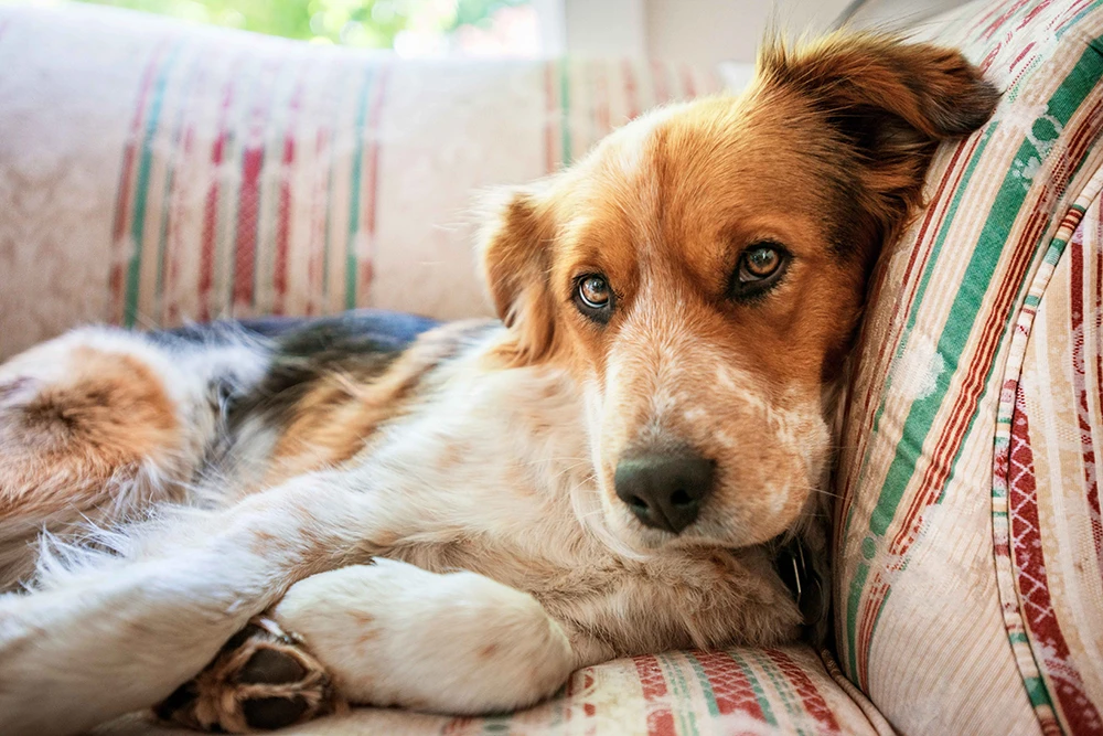 Dog lounging on couch