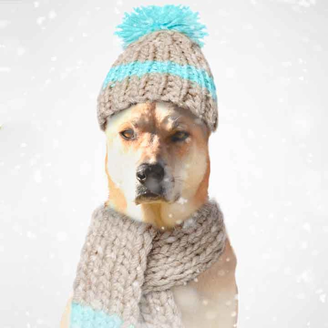 Dog with knit hat and scarf