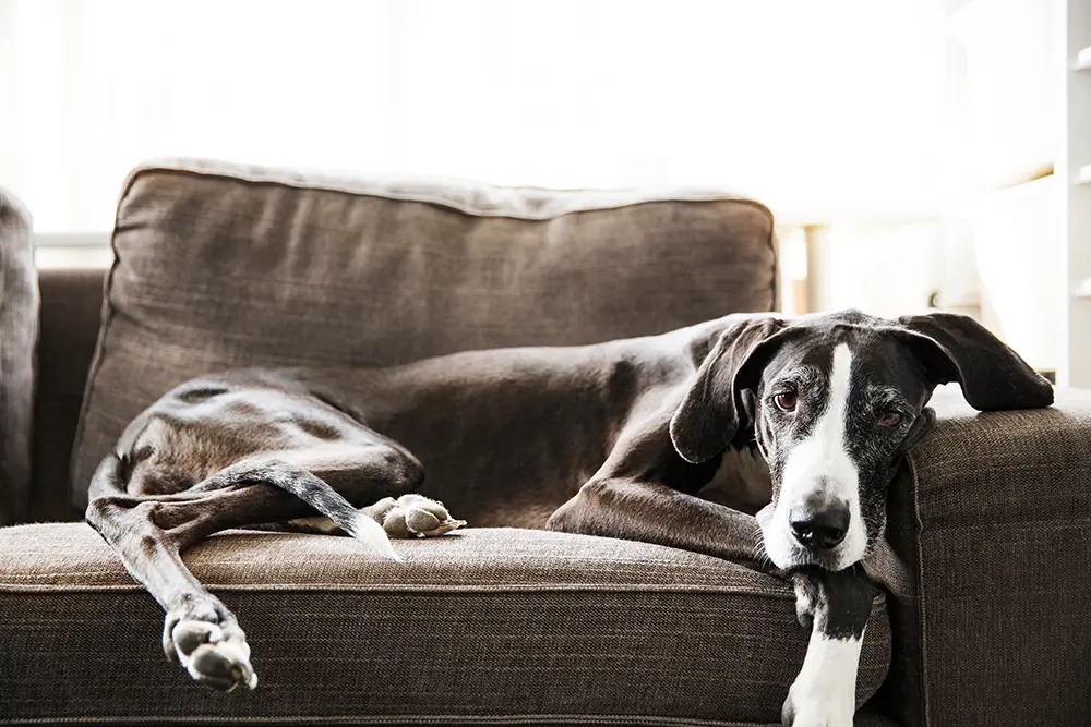 Dog lying on the couch